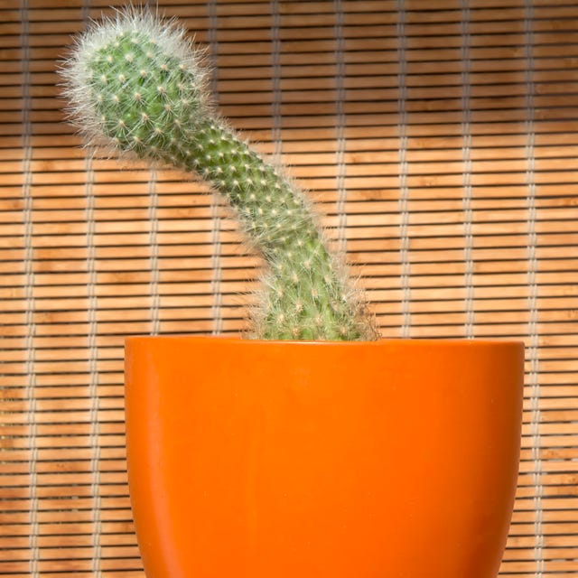 cactus with penis shape