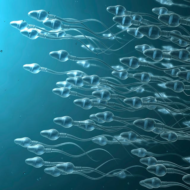sperm cells, illustration